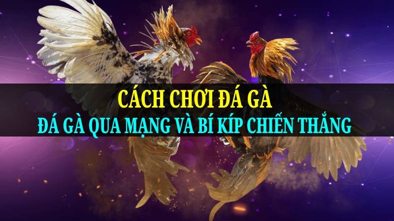Cách Chơi Đá Gà: Đá Gà Qua Mạng Và Bí Kíp Chiến Thắng